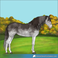 Horse Color:White Spotted Liver Chestnut Rabicano 