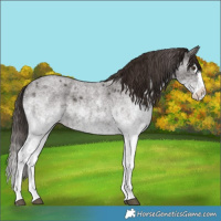 Horse Color:White Spotted Liver Red Roan Splash 