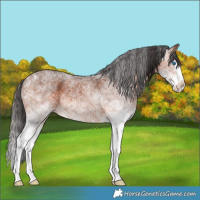 Horse Color:White Spotted Bay Splash Rabicano 