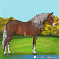 Horse Color:Silver Brown Sabino Rabicano 
