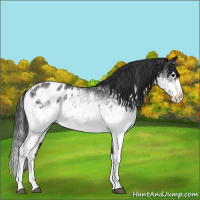 Horse Color:White Spotted Brown Splash Appaloosa 