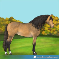 Horse Color:Buckskin