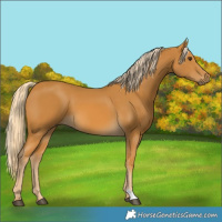 Horse Color:Palomino 