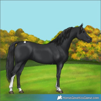 Horse Color:Black Tobiano 
