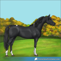 Horse Color:Black Tobiano 