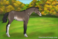 Horse Color:Brown Dun Sabino 