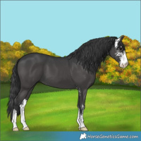 Horse Color:Black Sabino