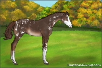 Horse Color:Liver Chestnut Sabino 