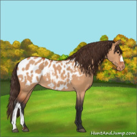 Horse Color:Bay Dun Appaloosa 