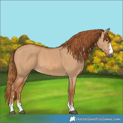 Horse Color:Red Dun 