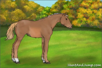 Horse Color:Chestnut Tobiano 