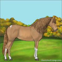 Horse Color:Chestnut Tobiano 