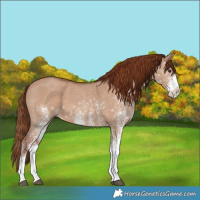 Horse Color:White Spotted Red Dun 