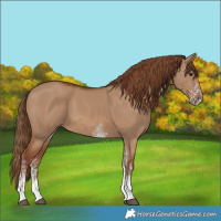 Horse Color:White Spotted Red Dun 