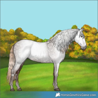 Horse Color:Gray White Spotted Chestnut 