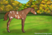 Horse Color:White Spotted Chestnut 