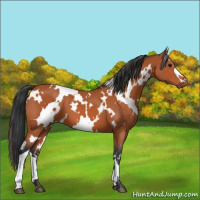 Horse Color:White Spotted Bay 