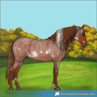 Horse Color:White Spotted Red Roan 