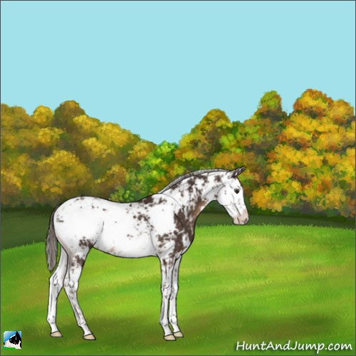 Horse Color:Liver Chestnut Sabino Rabicano 