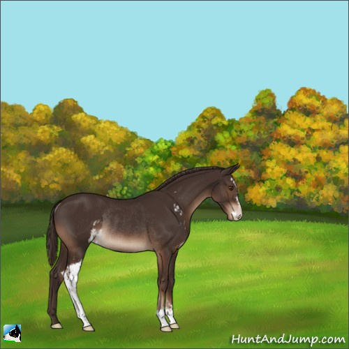 Horse Color:Liver Chestnut Sabino Rabicano 