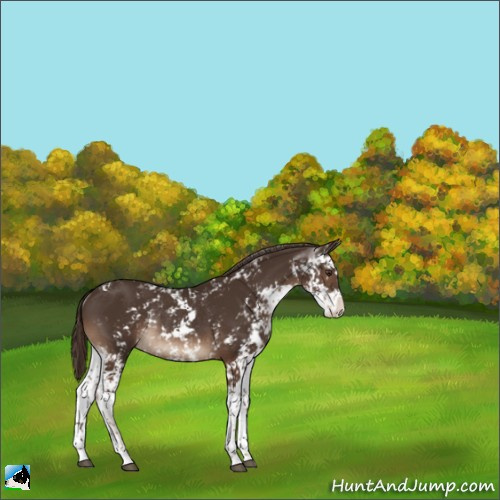 Horse Color:Liver Chestnut Sabino Rabicano 