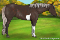Horse Color:Silver Brown Tobiano 
