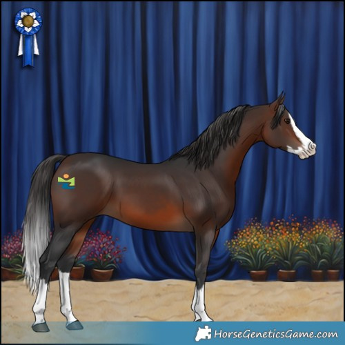 Horse Color:Brown Splash 