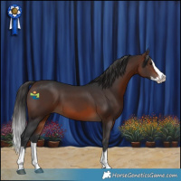 Horse Color:Brown Splash 