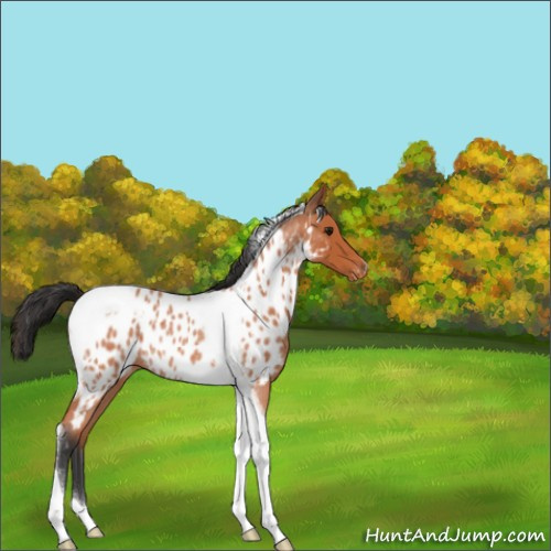 Horse Color:Bay Roan Tobiano Appaloosa Rabicano 