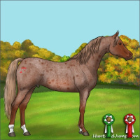 Horse Color:Red Roan Rabicano 