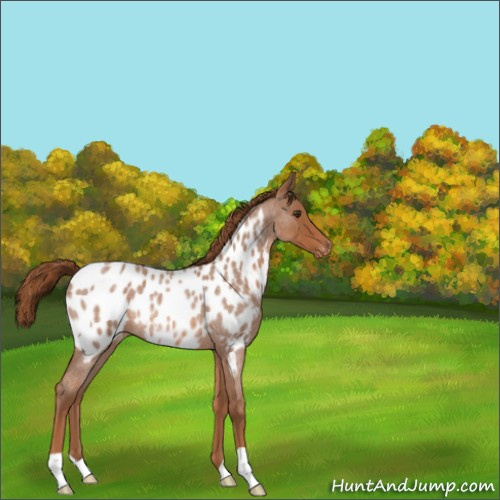 Horse Color:Red Roan Appaloosa Rabicano 