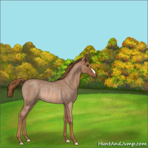 Horse Color:Red Roan Rabicano 