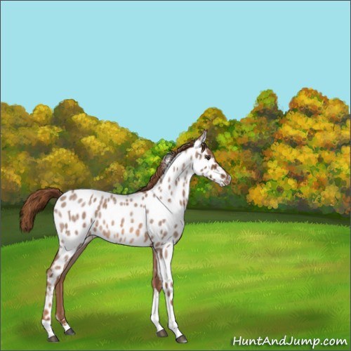 Horse Color:Red Roan Tobiano Appaloosa Rabicano 