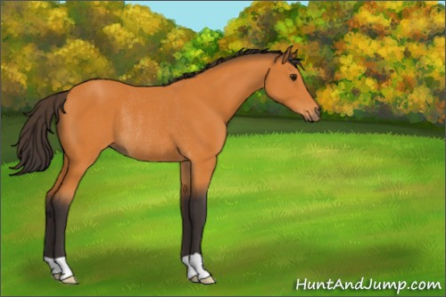 Horse Color:Buckskin Rabicano 