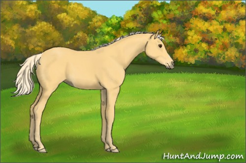 Horse Color:Palomino 