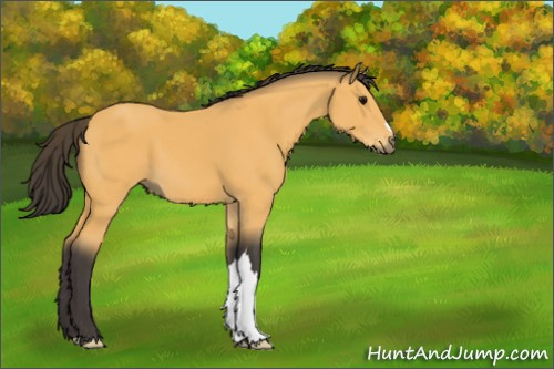 Horse Color:Buckskin 
