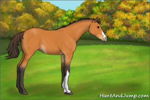 Horse Color:Buckskin 