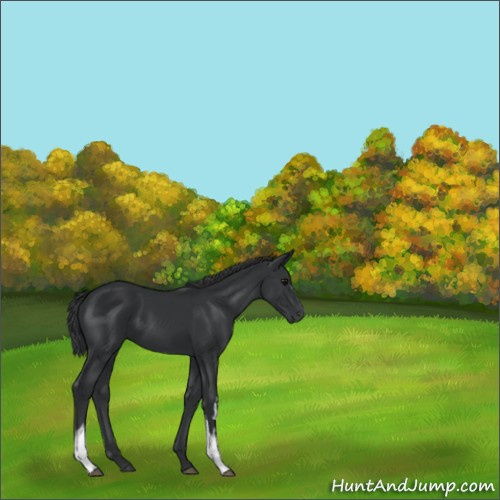Horse Color:White Spotted Black Rabicano 
