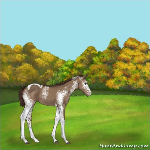 Horse Color:White Spotted Liver Red Dun Tobiano 