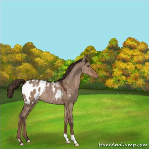 Horse Color:Liver Red Dun Appaloosa 