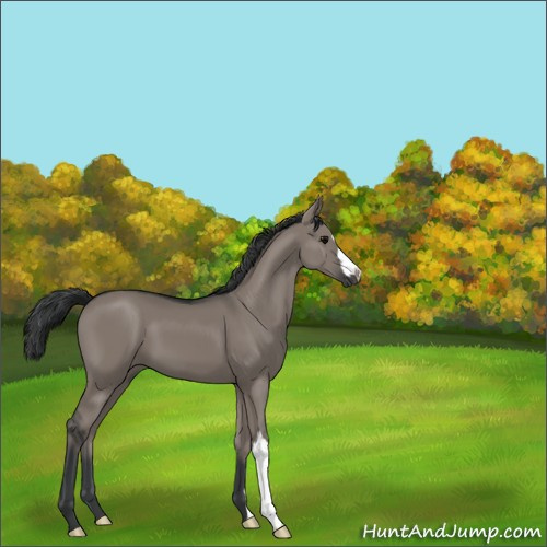 Horse Color:Grullo 