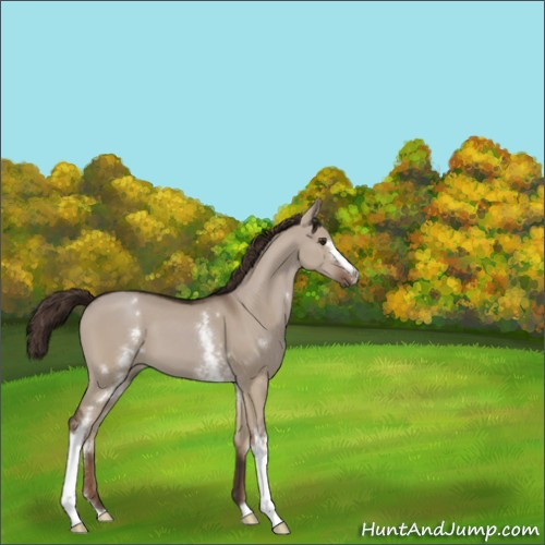 Horse Color:White Spotted Liver Red Dun 