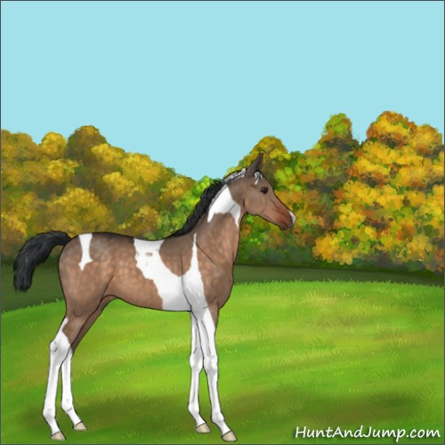 Horse Color:Brown Dun Tobiano 