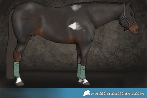 Horse Color:Liver Chestnut Tobiano 