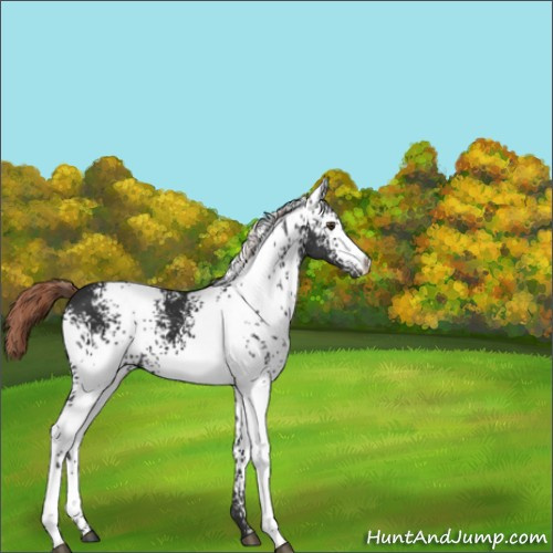Horse Color:White Spotted Liver Chestnut 