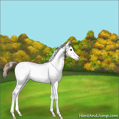 Horse Color:White Spotted Liver Chestnut 