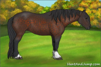 Horse Color:Brown Tobiano