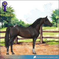 Horse Color:Brown Tobiano 