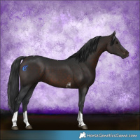 Horse Color:Brown Tobiano
