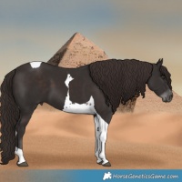 Horse Color:Liver Chestnut Tobiano